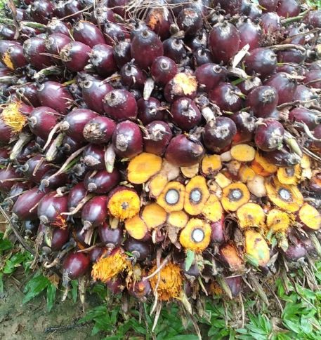 Hasil panen kelapa sawit dari kebun petani kelapa sawit di Sumatera Utara. (Foto: Fadmin Malau)

