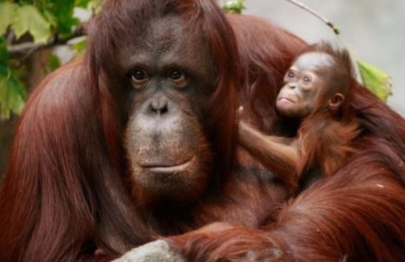 Induk orangutan sumatera “Pesek” bersama bayinya di kawasan Bukit Lawang, Taman Nasional Gunung Leuser. (Foto: dok BBTNGL Sumut)