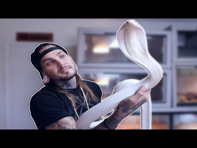 Ilustrasi Pertunjukan Pawang Ular