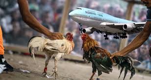 Korean Air melarang pengangkutan ayam jantan dalam penerbangan AS ke Filipina