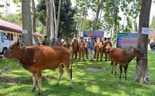 Sebanyak 12 ekor sapi hewan qurban disalurkan ke kampung-kampung berada di wilayah operasional perusahaan. (Foto: dok Indah Kiat)