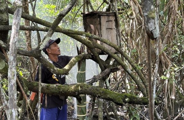 Proses panen madu di kawasan hutan Dusun Limang, Bangka Barat. Madu menjadi salah satu potensi hasil hutan nonkayu yang terus dikembangkan KTH Padang Harapan Limang