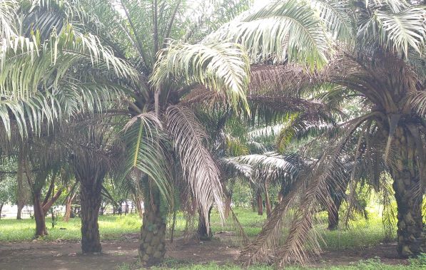 Tanaman Kelapa Sawit tidak terawat yang ditanam di taman kota di Jakarta Utara. (Foto: Fadmin Malau)