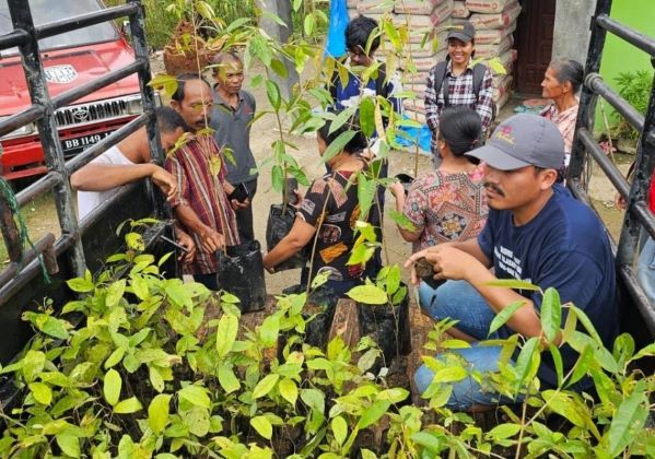 Bibit Kemenyan
