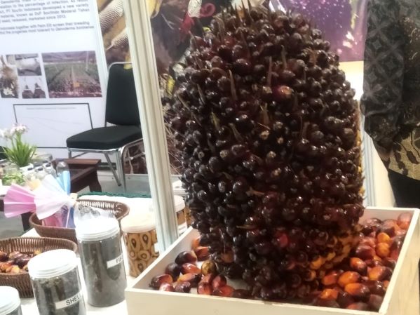 Tanda Buah Segar (TBS) kelapa sawit yang dipamerkan pada TPOMI2026 di Adi Mulia Hotel Medan. (Foto: Fadmin Malau)