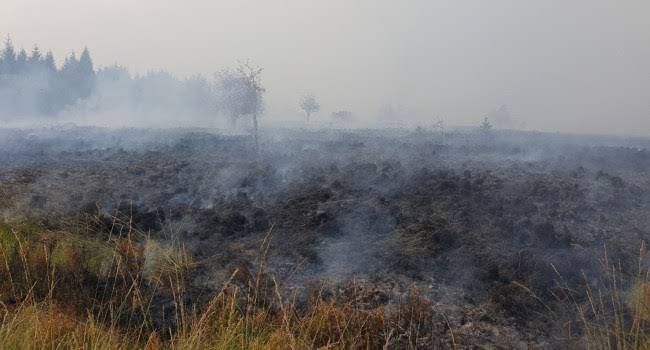 Kebakaran Hutan di Belgia Hanguskan 1.600 Hektare