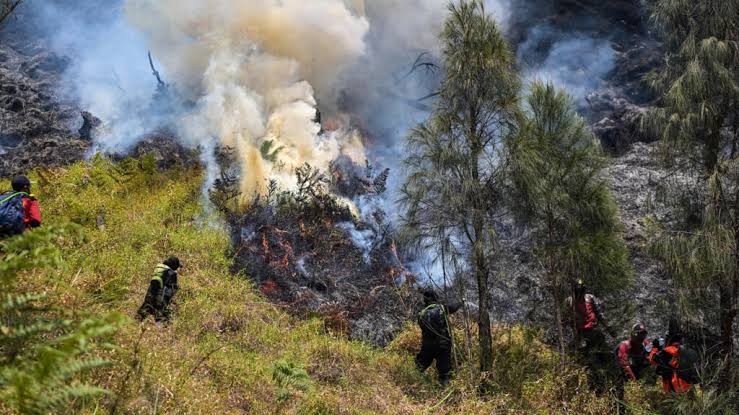 Kebakaran Hutan melanda Taman Nasional Gunung Bromo
