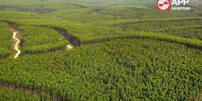 Hutan Tanaman Industri (HTI) APP Group