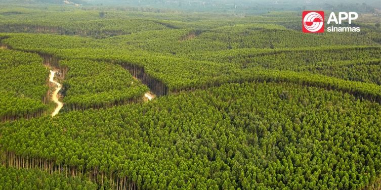 Hutan Tanaman Industri