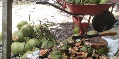 Kelapa muda memiliki khasiat yang baik bagi kesehatan. (Foto: Fadmin Malau)

