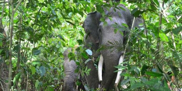 kantong habitat Gajah Sumatera