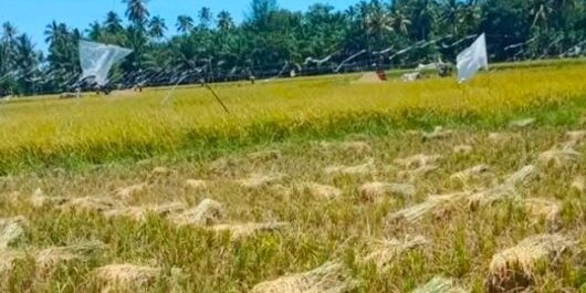 Gabah yang baru dipanen di area persawahan di Kecamatan Barus Kabupaten Tapanuli Tengah Provinsi Sumatera Utara. (Foto: Fadmin Malau