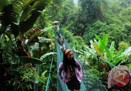 Pengunjung melihat pemandangan hutan hujan tropis dari jembatan gantung (canopi trail) di kawasan hutan konservasi, Pusat Pendidikan Konservasi Alam Bodogol, Taman Nasional Gunung Gede Pangrango, Lido, Sukabumi, Jawa Barat