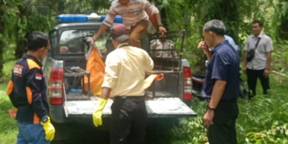 Mayat Tanpa Identitas Ditemukan Membusuk di Kebun Sawit

