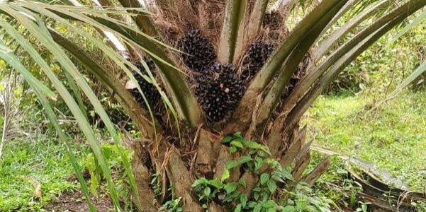 Kelapa sawit mulai belajar berbuah. (Foto: Fadmin Malau)
