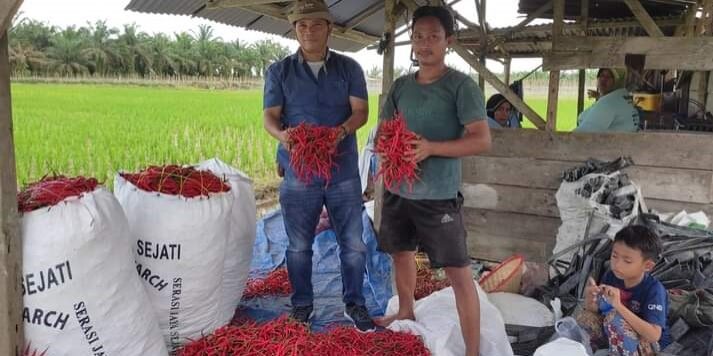 Petani binaan IKPP Perawang Mill