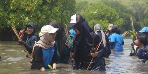 Penanaman Mangrove dilakukan mahasiswa UPER bersama dengan Pertamina Foundation