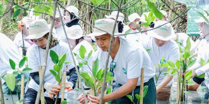 Penanaman Mangrove Sabtu (23/11/2024) di Pantai Indah Kapuk Jakarta Utara

