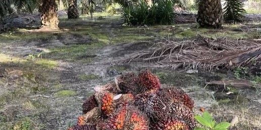 Kelapa sawit bahan baku untuk CPO