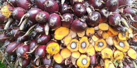 Hasil panen kelapa sawit dari kebun petani kelapa sawit di Sumatera Utara. (Foto: Fadmin Malau)

