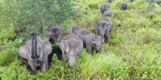 Gajah Sumatera terancam punah