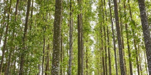 Perlindungan spesies pohon, APP Group merepopulasi lima spesies pohon di kawasan konservasi