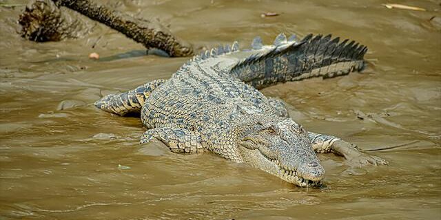 Banyak buaya berkeliaran setelah banjir di Australia