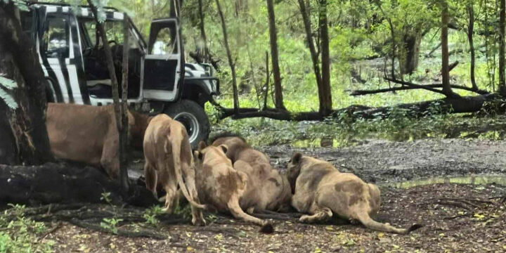 Beberapa singa menerkam penjaga kebun binatang hingga tewas