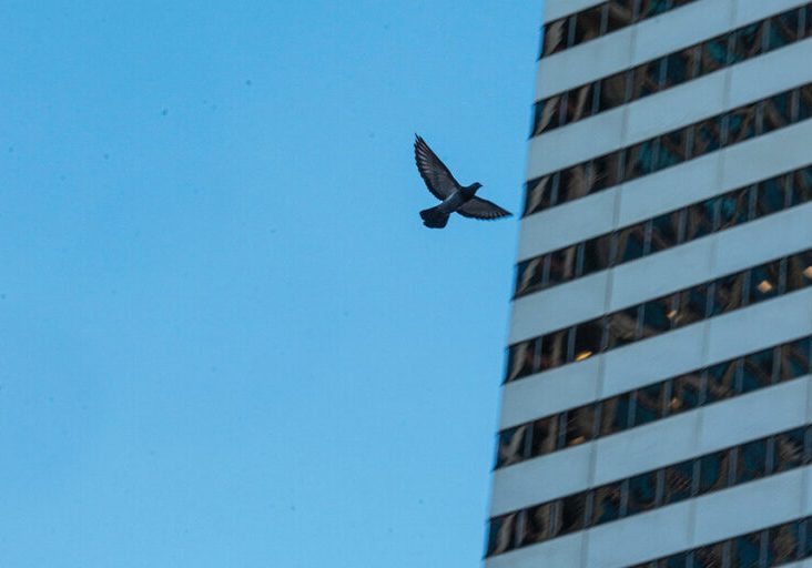 Burung Mati Setelah Menabrak Gedung