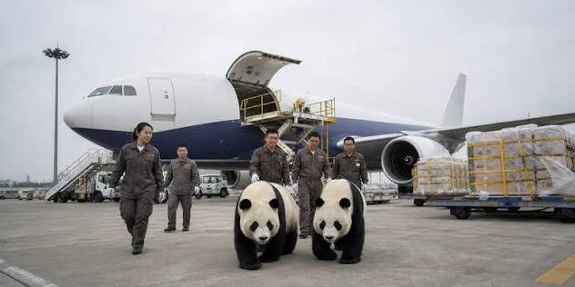 China kirim dua ekor Panda ke AS