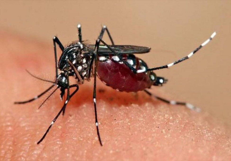 Ilustrasi nyamuk demam berdarah dengue (DBD) 