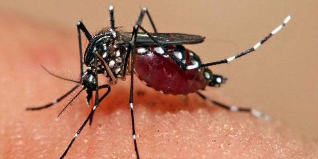 Ilustrasi nyamuk demam berdarah dengue (DBD) 