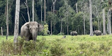 gajah Sumatera