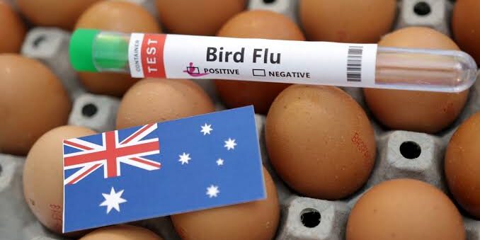 Flu Burung H5N1 pada Mamalia Lokal di Australia