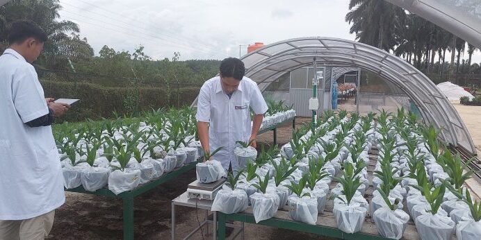 Sinar Mas Agribusiness and Food menyaring lebih dari 40.000 bibit untuk mengidentifikasi kandidat dengan performa terbaik dalam kondisi kekeringan