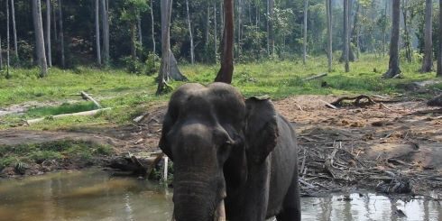 Gajah Sumatera 
