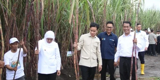 Wapres Gibran Rakabuming Raka dan Mentan, Andi Amran Sulaiman panen raya gula di Banyuwangi, Jatim. (Dok: Kementan)