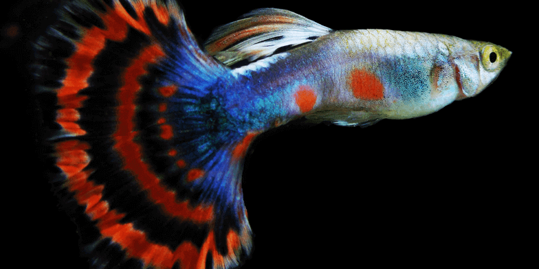 ikan guppy 