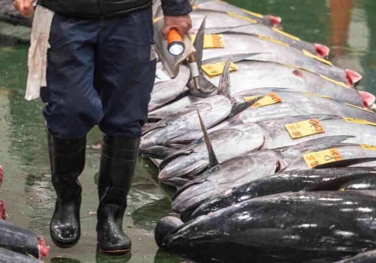Harga Tuna melambung di Jepang