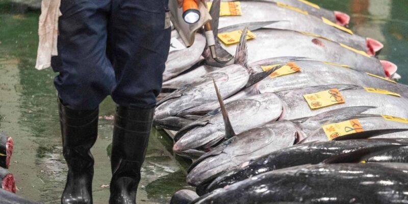 Harga Tuna melambung di Jepang