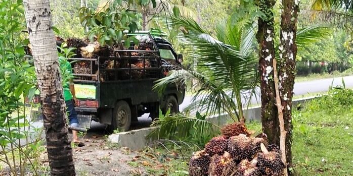 TBS Kelapa Sawit siap dijual kepada pedagang pengumpul di Kabupaten Tapanuli Tengah, Provinsi Sumatera Utara. (Foto: Fadmin Malau)