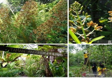 Para pegiat di Taman Biodiversitas Indonesia di Lembah Bukit Manjai, Mandiangin Timur, Kabupaten Banjar