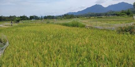 Lahan persawahan di Kecamatan Barus Kabupaten Tapanuli Tengah Sumatera Utara memiliki hamparan luas memang membutuhkan jalan khusus di persawahan. (Foto: Fadmin Malau)

