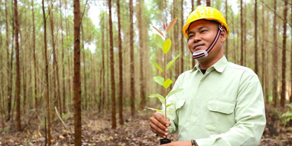 Pohon itu juga memiliki siklus panen yang cepat