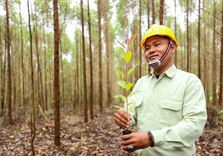 Pohon itu juga memiliki siklus panen yang cepat