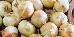 Ilustrasi Bawang Bombay