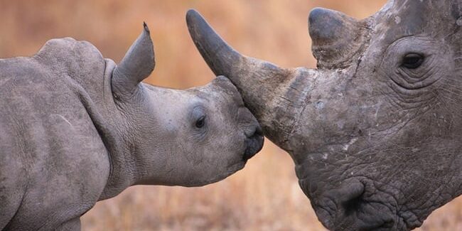 Ilustrasi Cula Badak