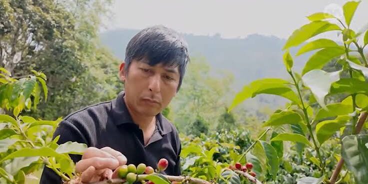 Ilustrasi Tanaman Kopi Alishan - Taiwan