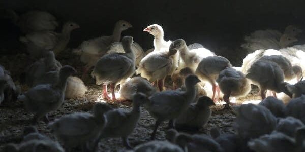 Impor Unggas Jepang Dihentikan akibat wabah Flu Burung