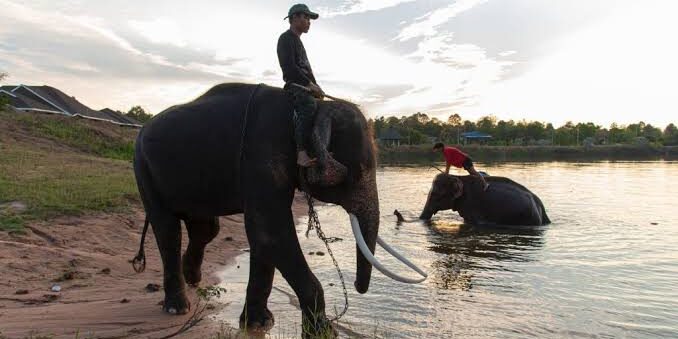 Industri Thailand Terbentur Masalah Air dan Gajah